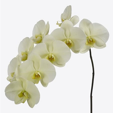 Phalaenopsis Orchid - Limon Bella