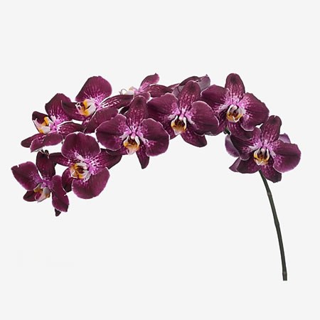 Phalaenopsis Orchid - Margarita