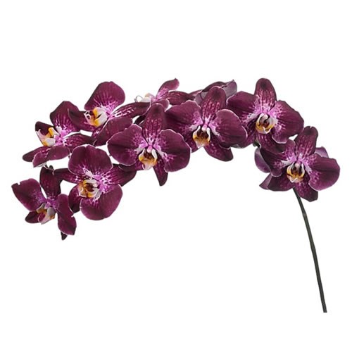 Phalaenopsis Orchid - Margaritha