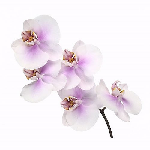 Phalaenopsis Orchid - Okayama