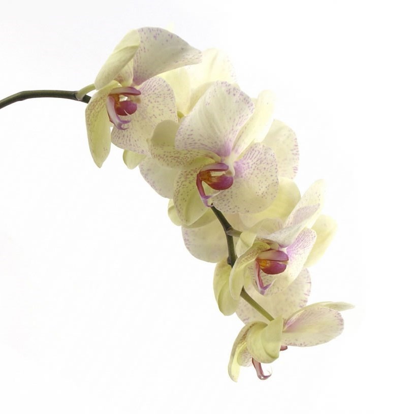 Phalaenopsis Orchid - Omega