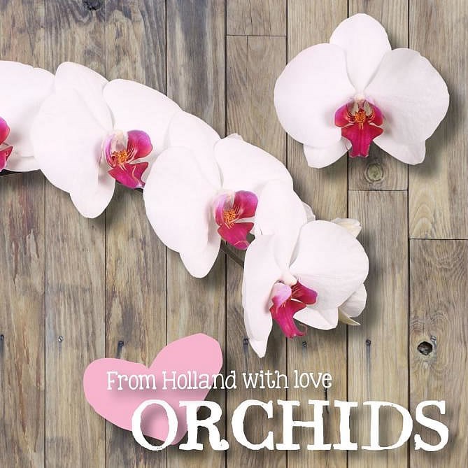 Phalaenopsis Orchid - red lips