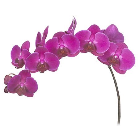 Phalaenopsis Orchid - Sellenbosch