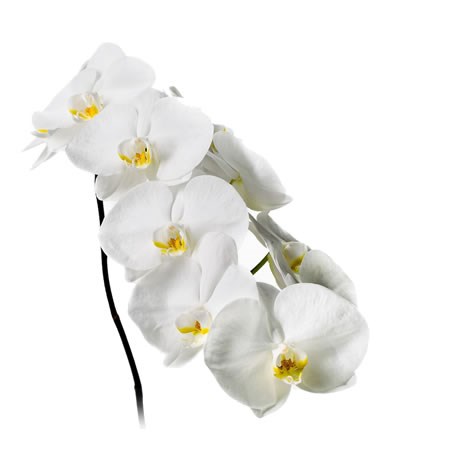 Phalaenopsis Orchid - Sensation White