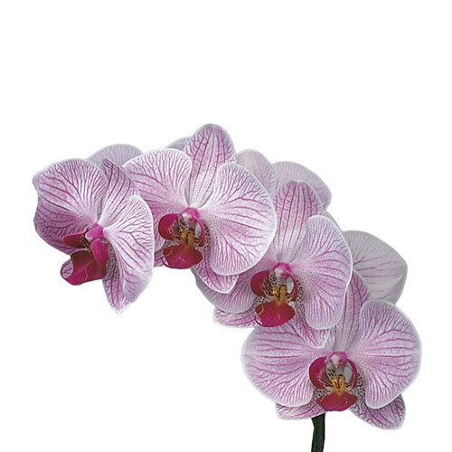 Phalaenopsis Orchid - Shanghai