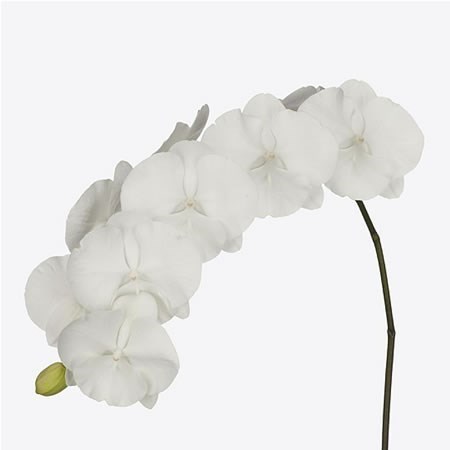 Phalaenopsis Orchid - White Serenity