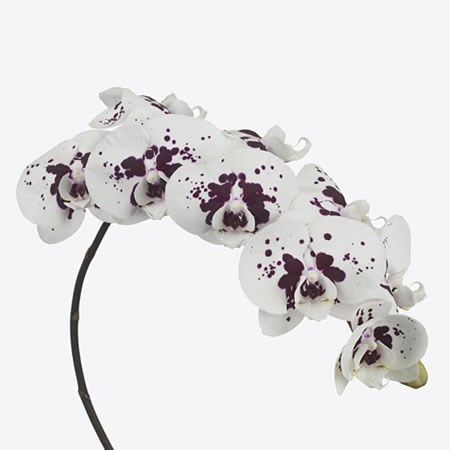 Phalaenopsis Orchid - Wine Drops