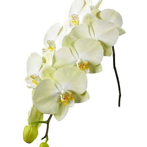 Phalaenopsis Orchid - rising sun