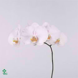Phalaenopsis Orchid alpha
