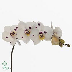 Phalaenopsis Orchid - anthura cordoba