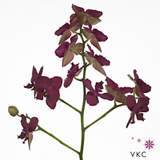 Phalaenopsis Orchid - anthura monte carlo