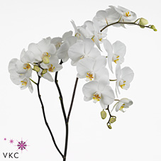 Phalaenopsis Orchid - anthura sofia