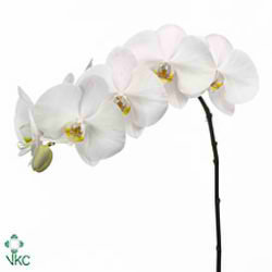 Phalaenopsis Orchid - nagasaki