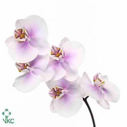 Phalaenopsis Orchid - okayama