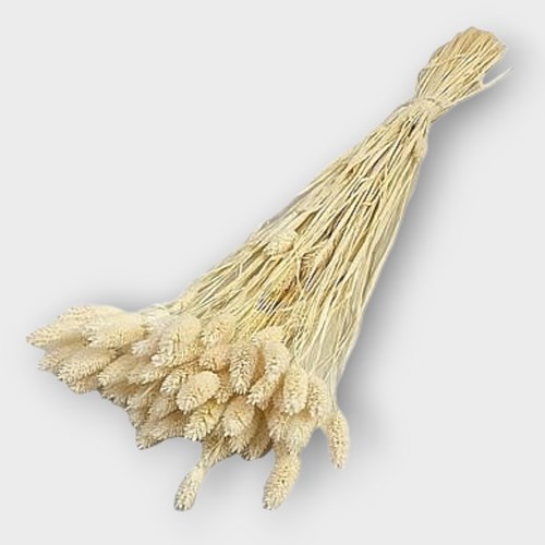 Phalaris Bleached & Dried