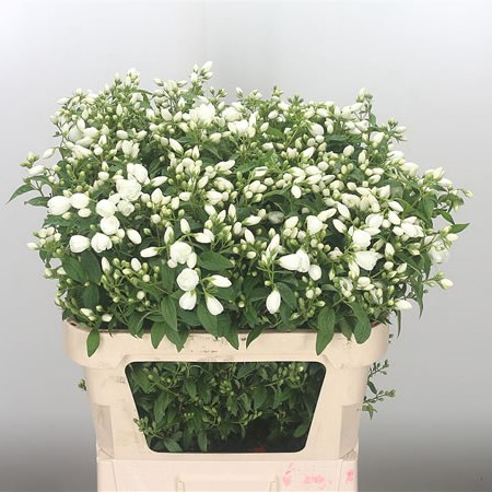 Philadelphus Snowbelle (Extra)