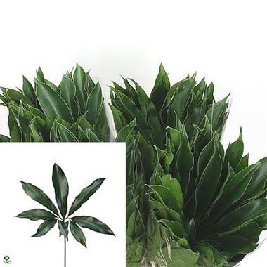 Philodendron Fun Bun 65cm | Wholesale Dutch Flowers & Florist Supplies UK