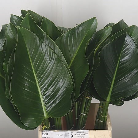 Philodendron Green Beauty