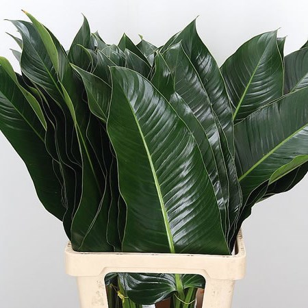 Philodendron St. Tropez