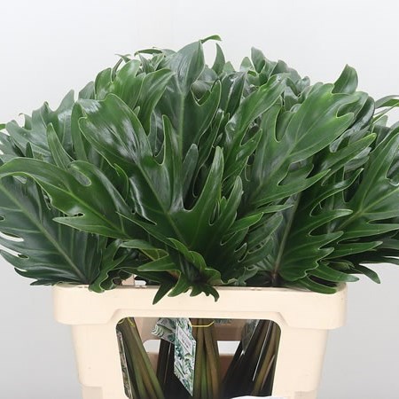 Philodendron Xanadu