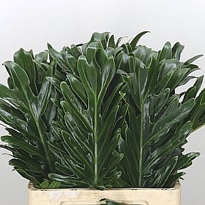 Philodendron Xantal