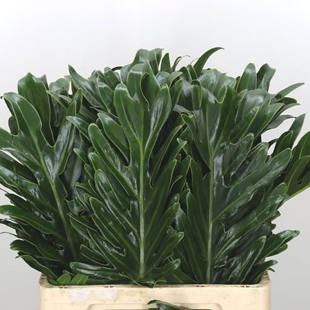 Philodendron Xantal