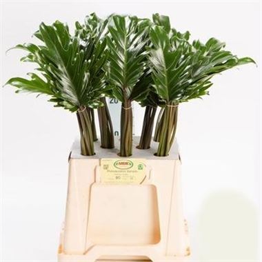 Philodendron Xanadu