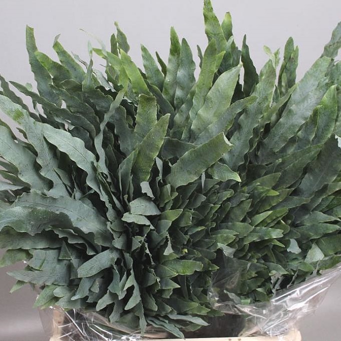 Phlebodium Blue Star 75cm | Wholesale Dutch Flowers & Florist Supplies UK