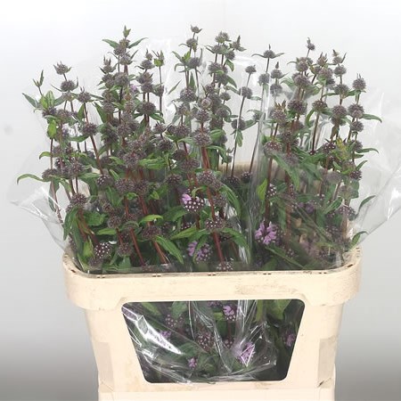 Phlomis Tuberosa