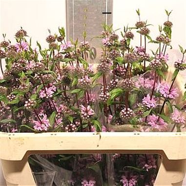 Phlomis Tuberosa