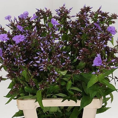 Phlox Amethyst