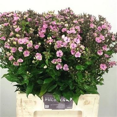 PHLOX AUREOLE