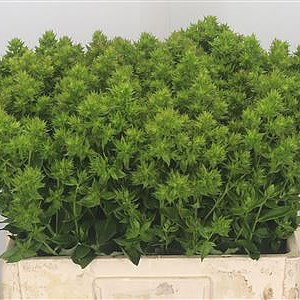 Phlox De Hulk