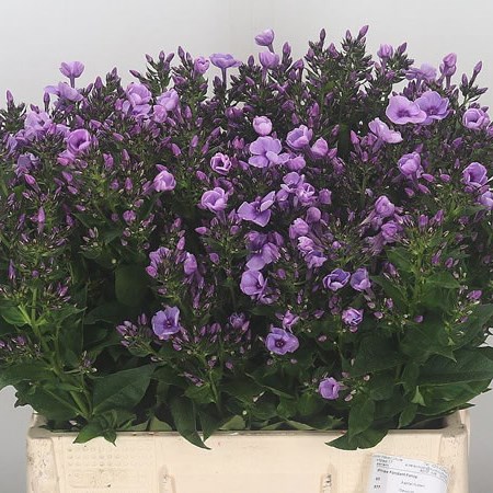 Phlox Fondant Fancy