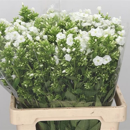Phlox Icecap