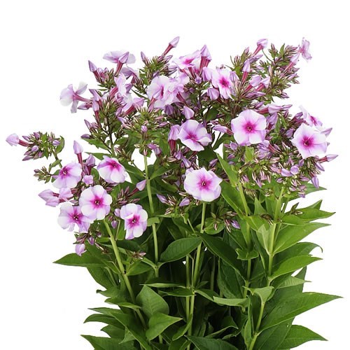 Phlox Isabella