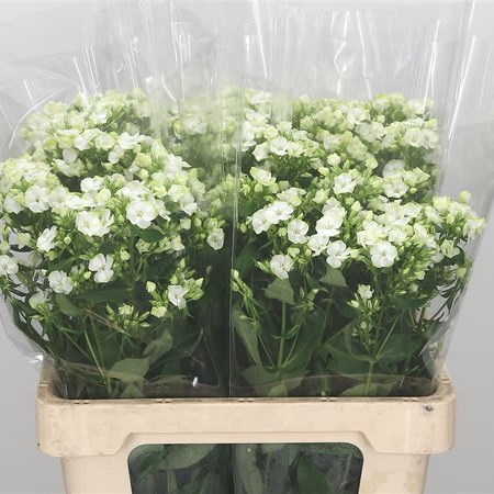 Phlox Jade