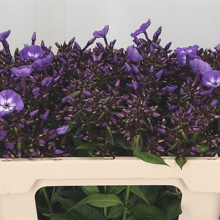 Phlox Laura