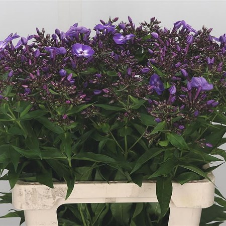 Phlox Laura