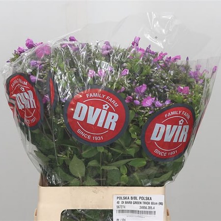 Phlox Lilac/Pink