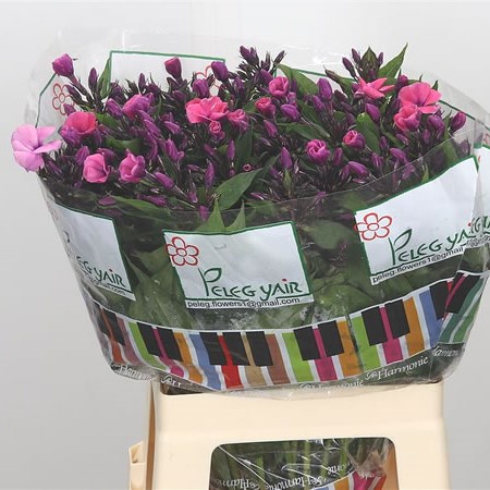 Phlox Lollipink