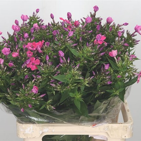Phlox Lollipink