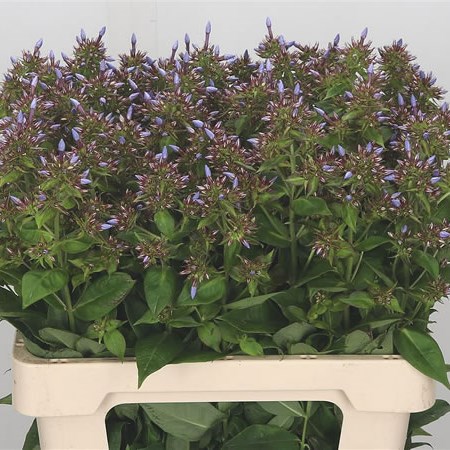 Phlox Miss Lolita