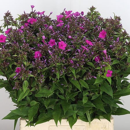 Phlox Miss Molly