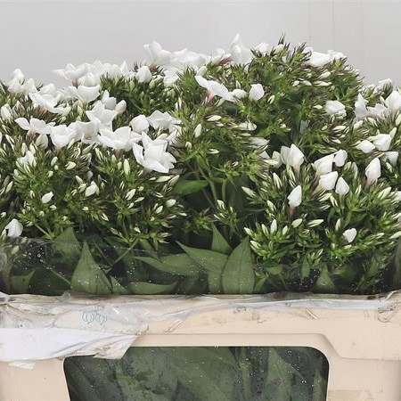 Phlox Mont Blanc