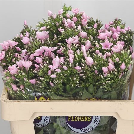 Phlox Pink Eyes