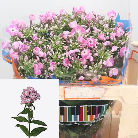 Phlox Senora