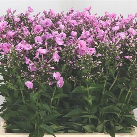 Phlox Sweet Dance