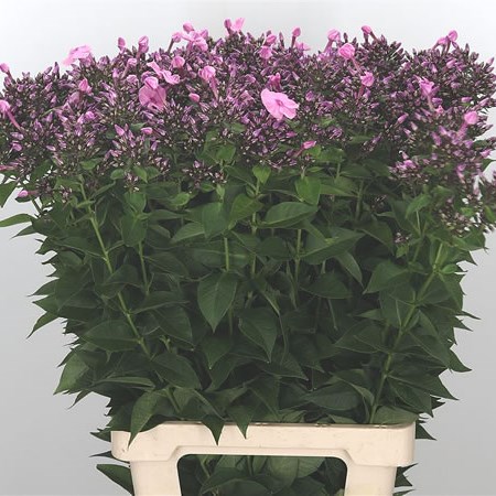 Phlox Sweet Dance