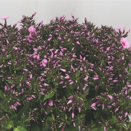 Phlox Sweet Lexy